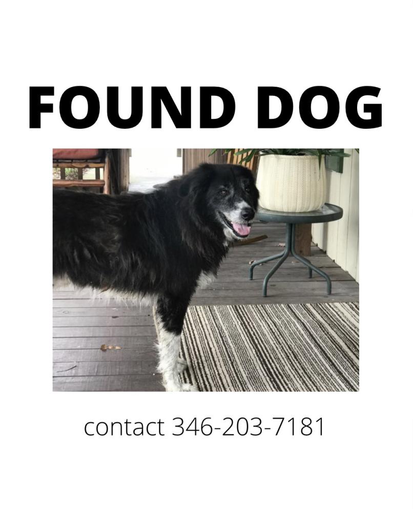 Image of He wont tell me :), Found Dog