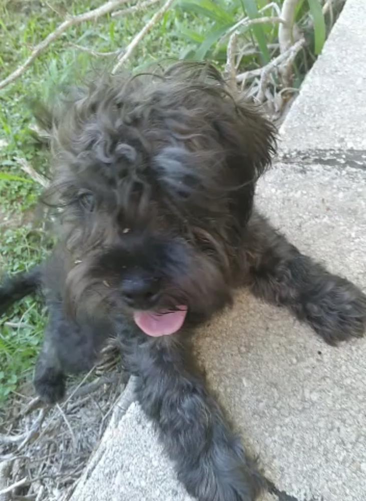Image of Blacky, Lost Dog