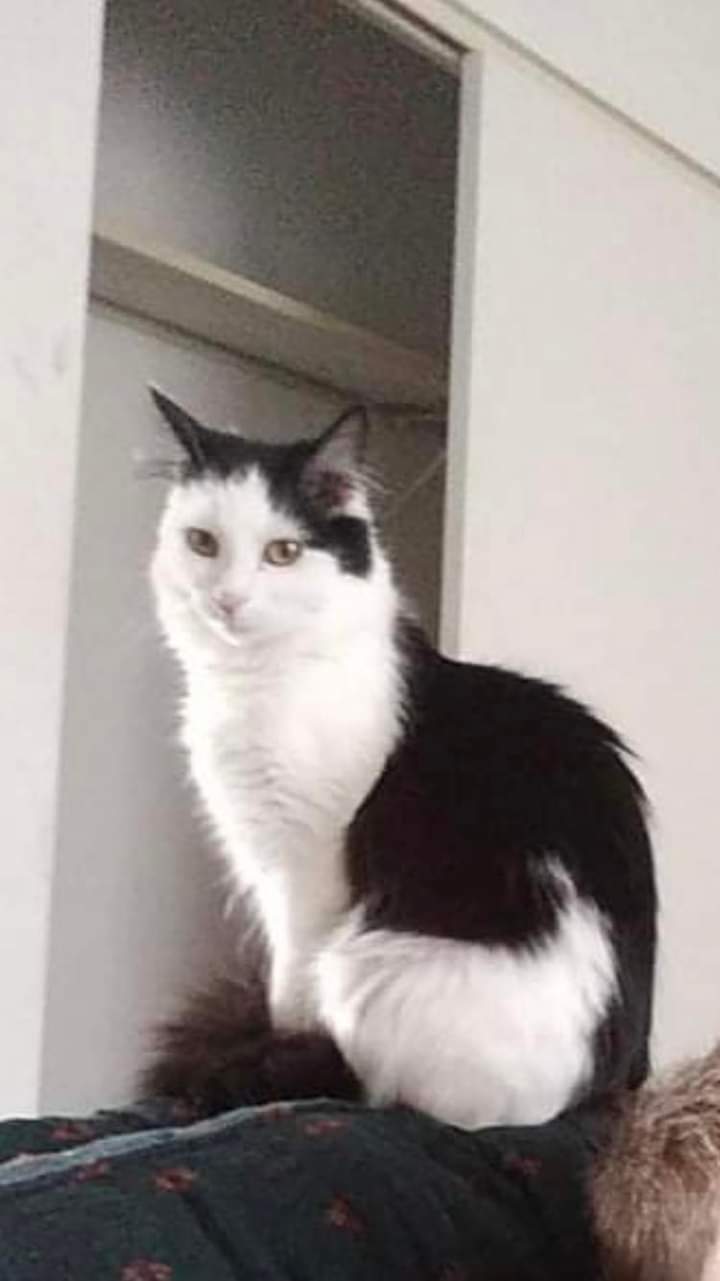 Image of ducky, Lost Cat