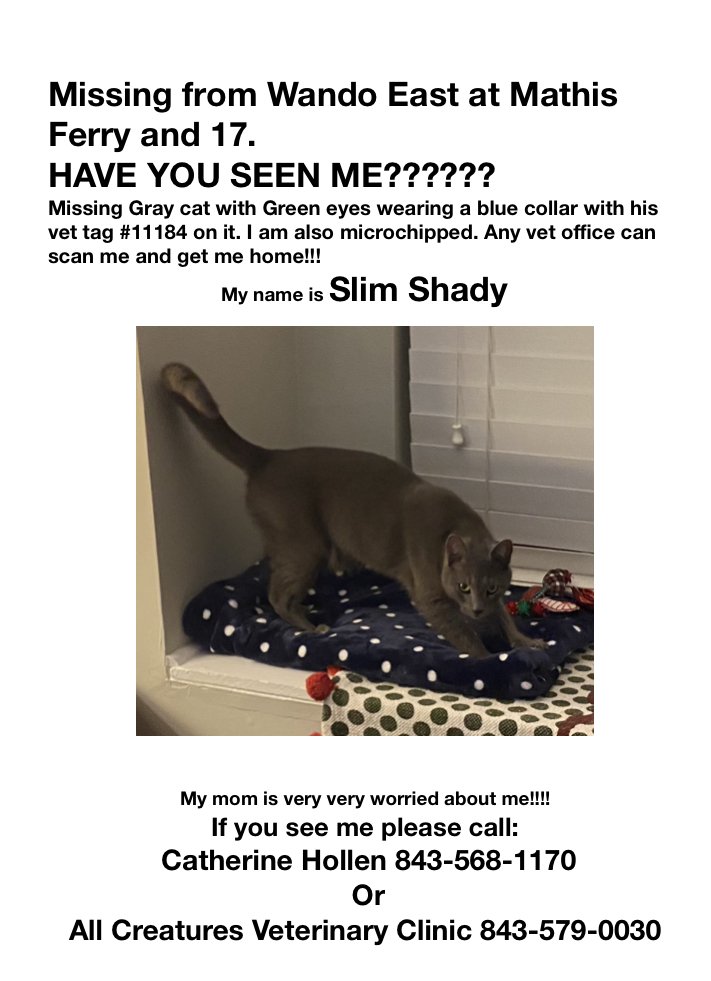 Image of Slim Shady, Lost Cat