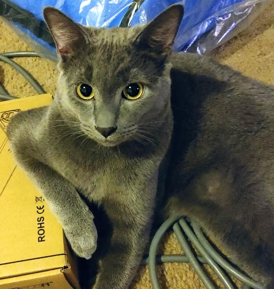 Image of Little Grey, Lost Cat