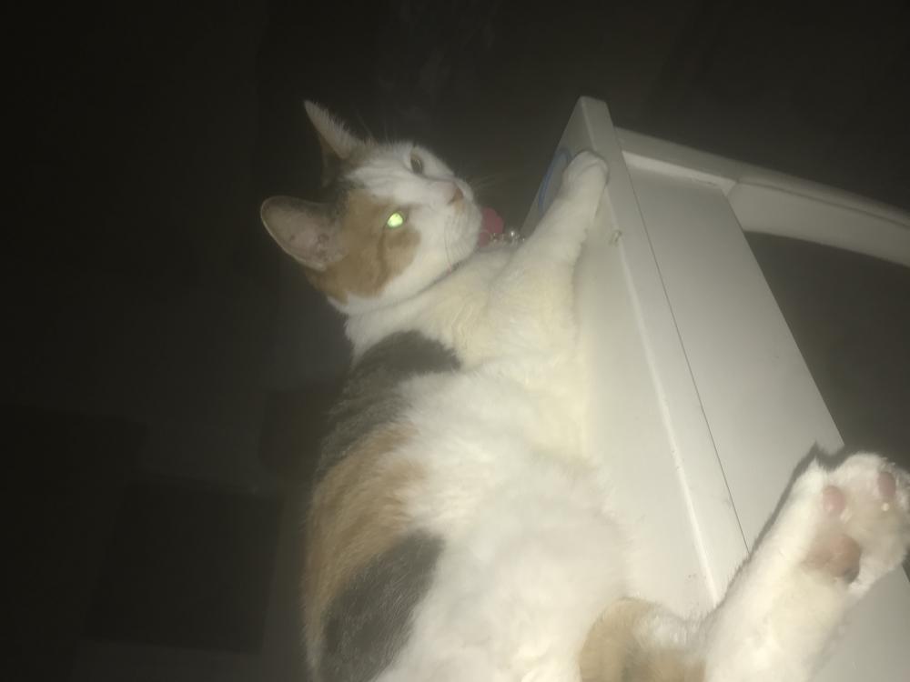 Image of Shannon, Lost Cat