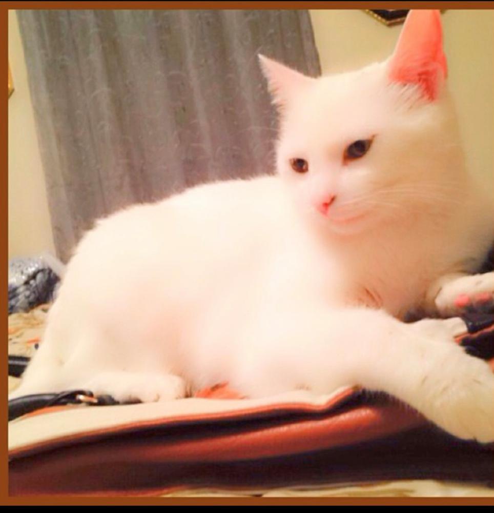 Image of SNOWY, Lost Cat