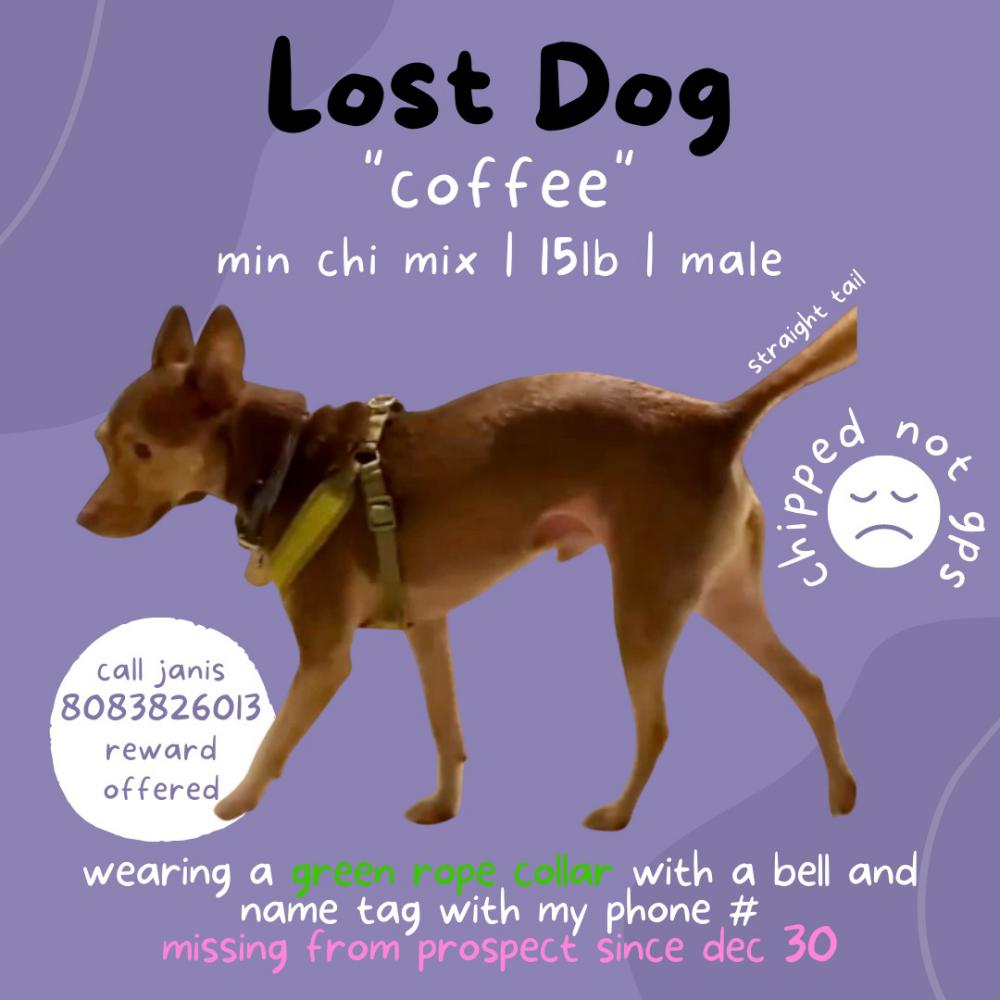 Image of Coffee, Lost Dog