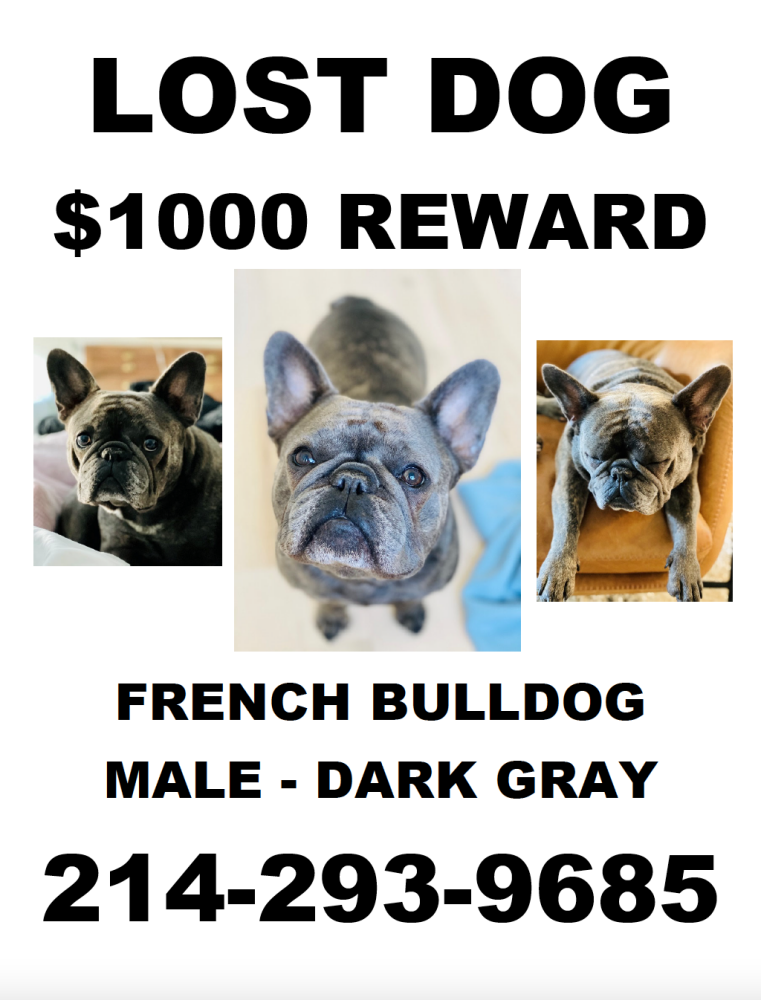 Image of Wooly Bully, Lost Dog