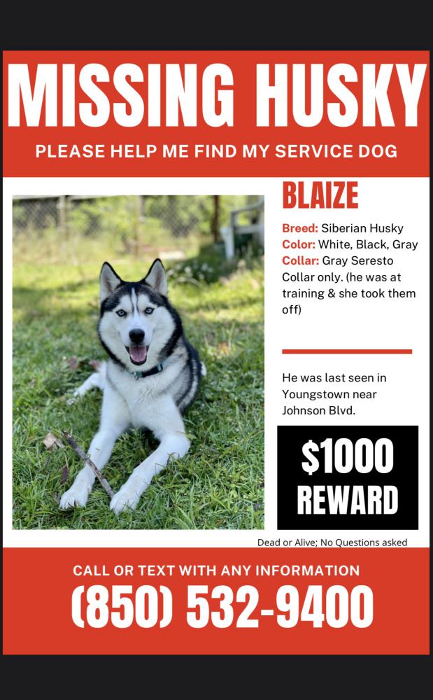Image of Blaize, Lost Dog