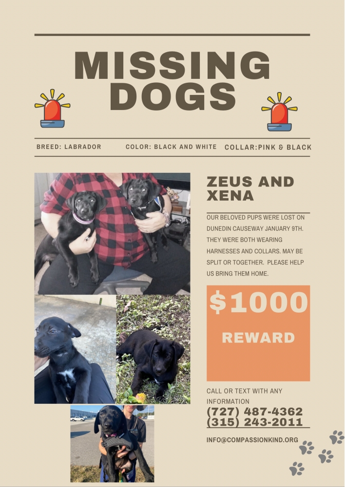 Image of Zeus and Xena, Lost Dog