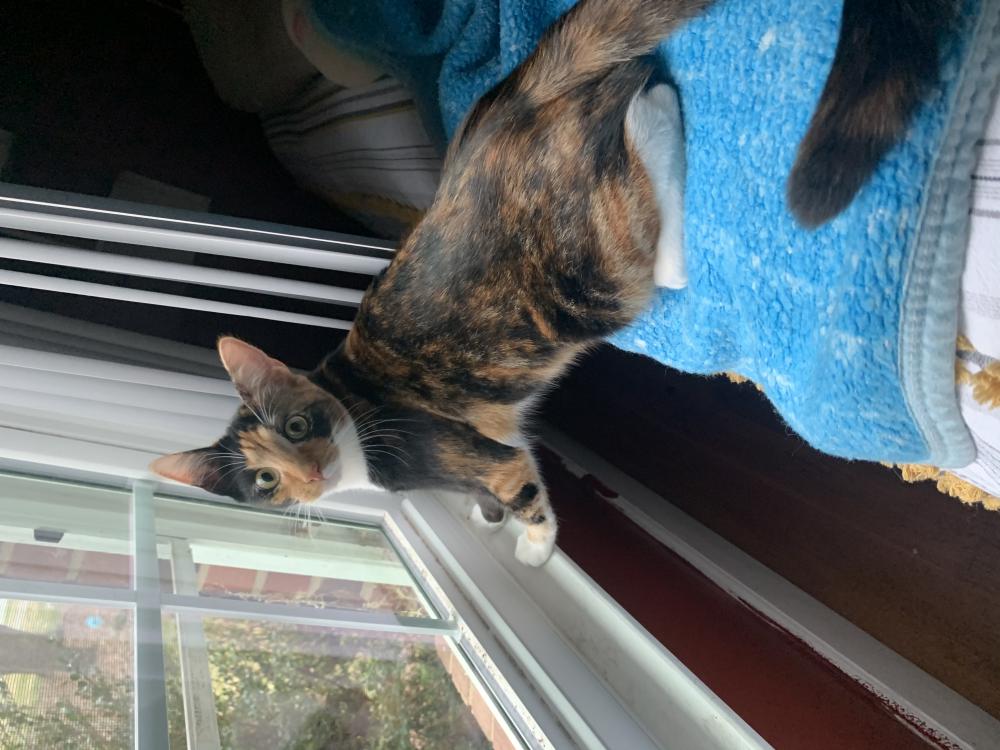 Image of Ruby, Lost Cat