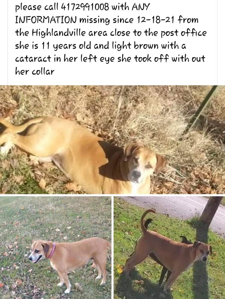 Image of minnie, Lost Dog