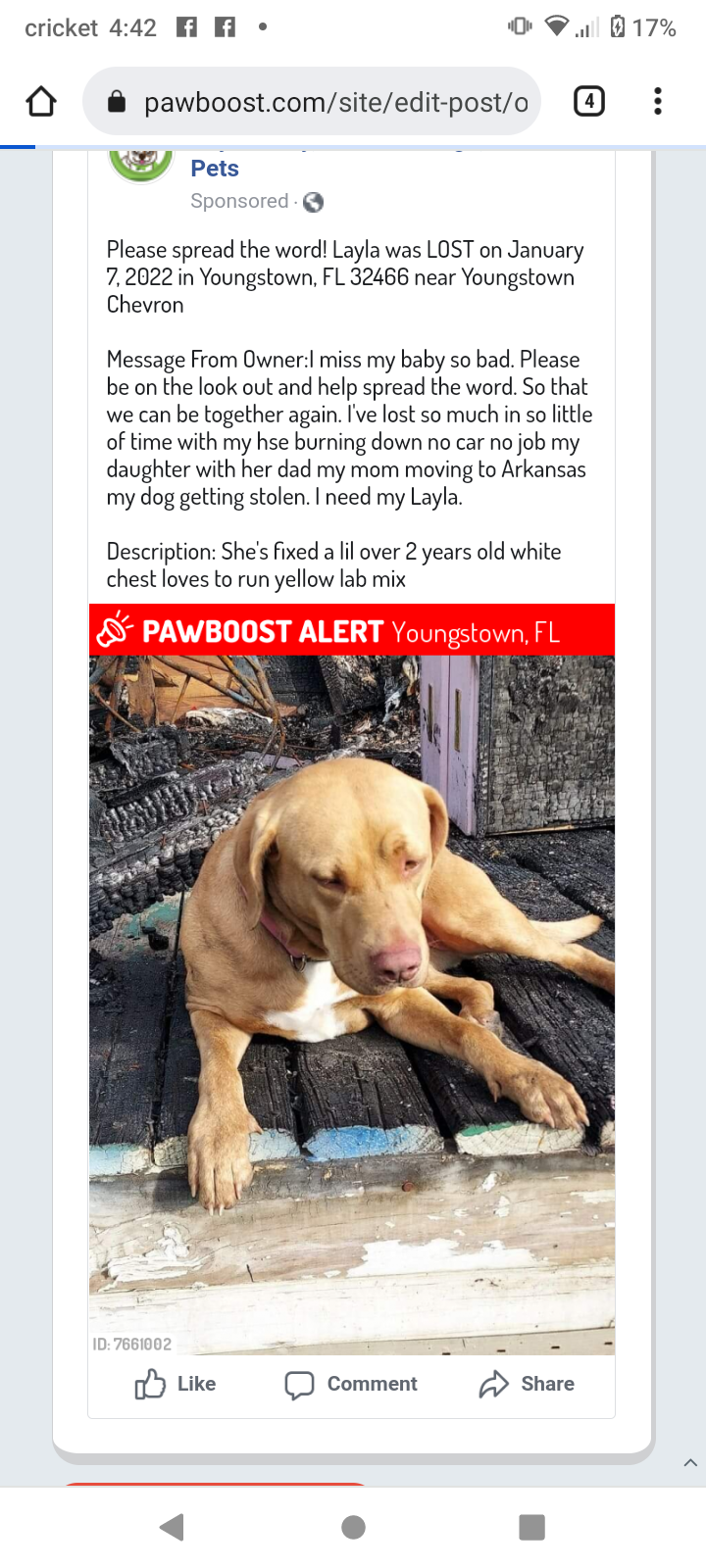 Image of Layla, Lost Dog