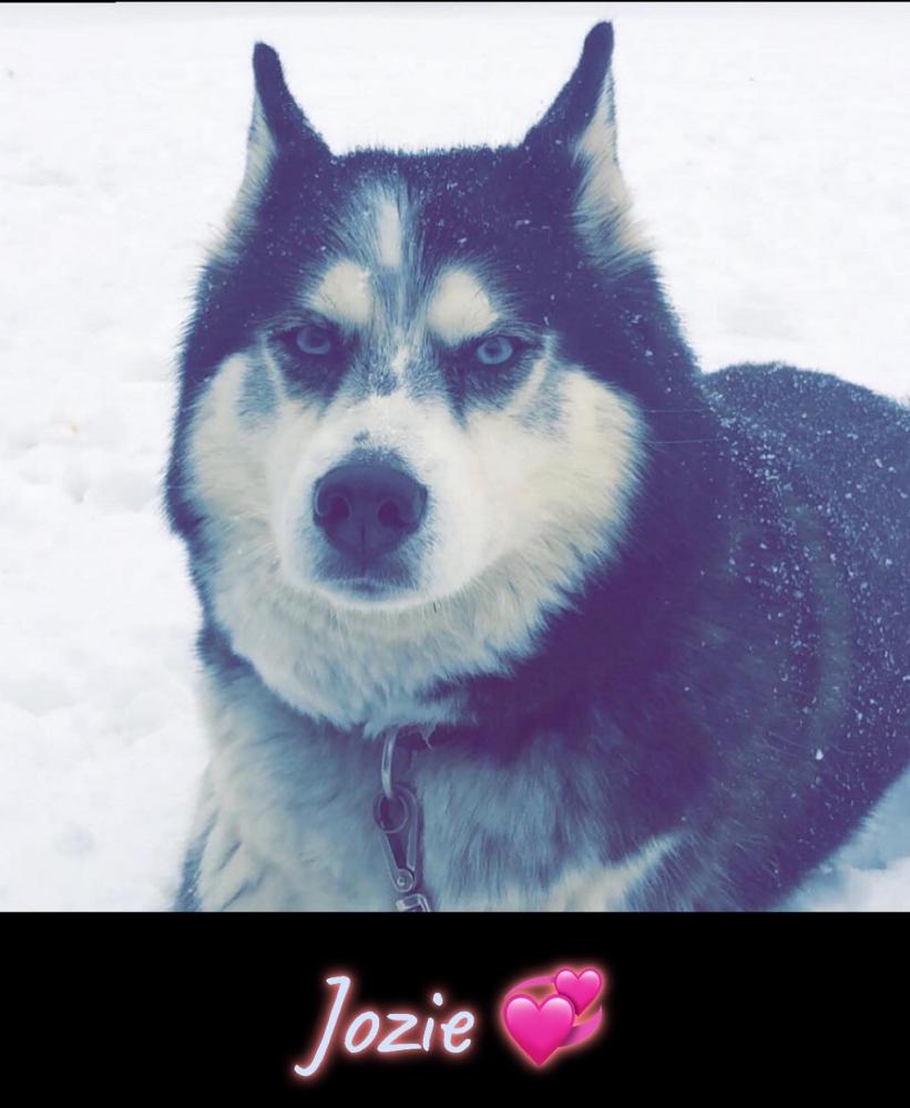 Image of Jozie, Lost Dog