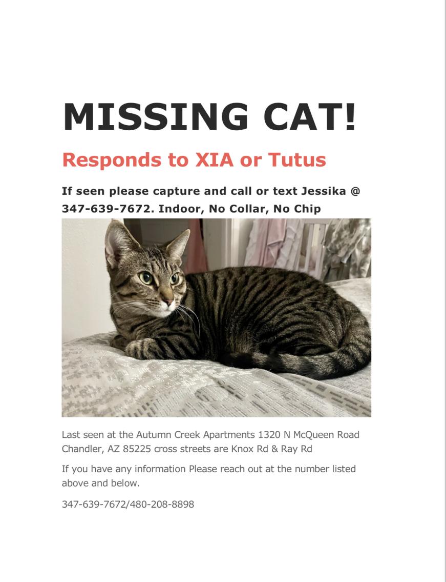 Image of Xia aka Tutus, Lost Cat