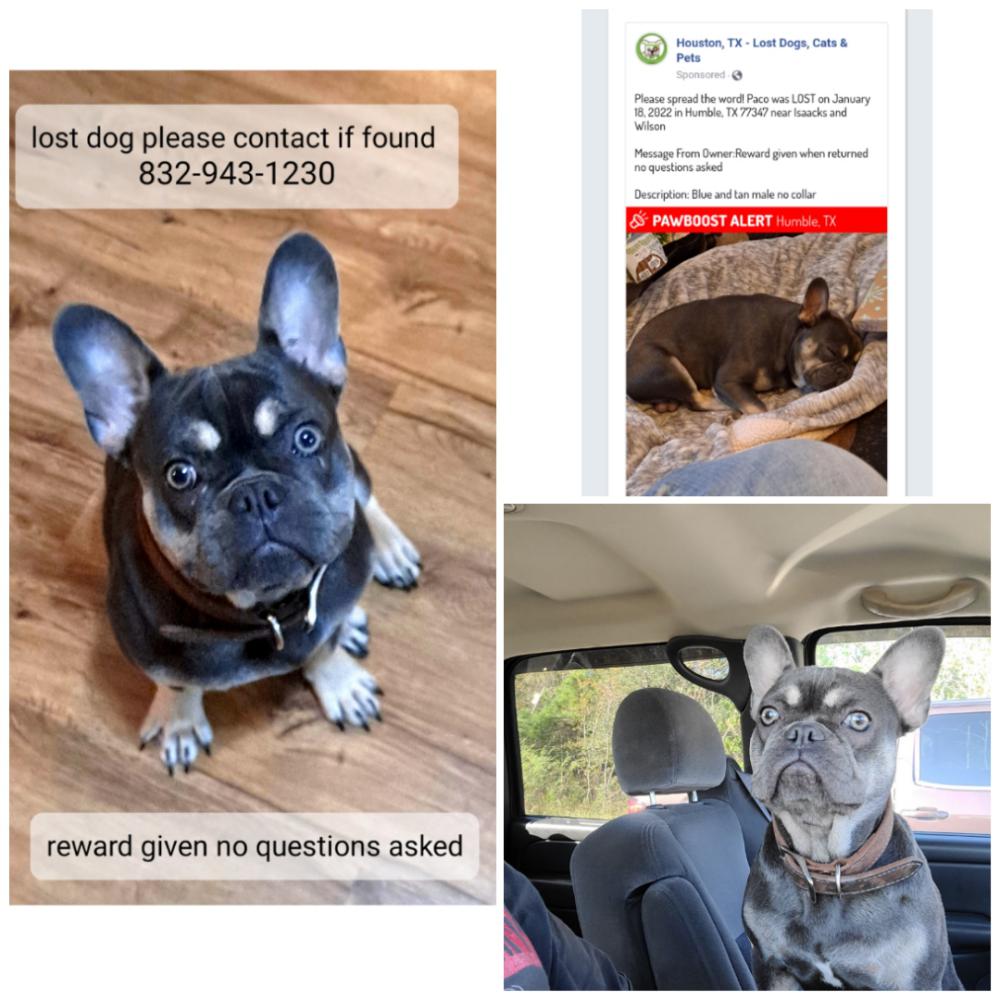 Image of Paco, Lost Dog