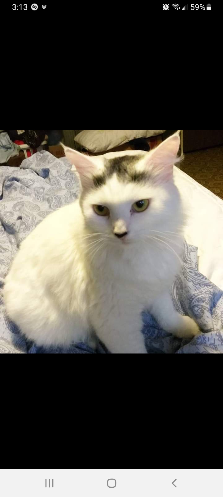 Image of Halo, Lost Cat