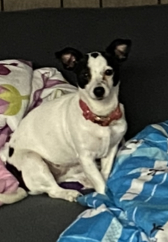 Image of Dory, Lost Dog