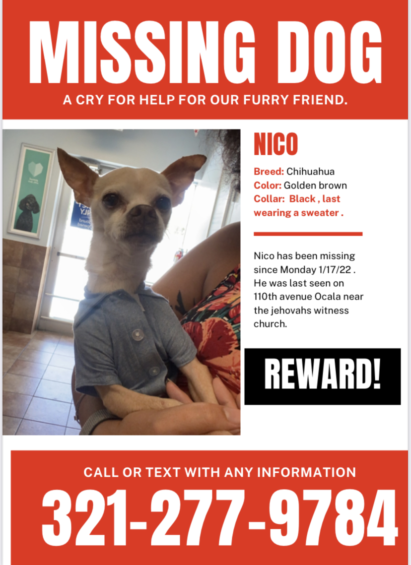 Image of Nico, Lost Dog