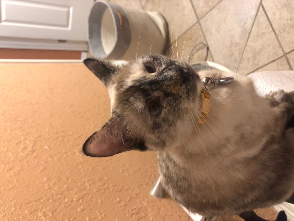 Image of Pretty Kitty, Lost Cat