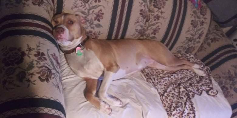 Image of Zoey Woodall, Lost Dog