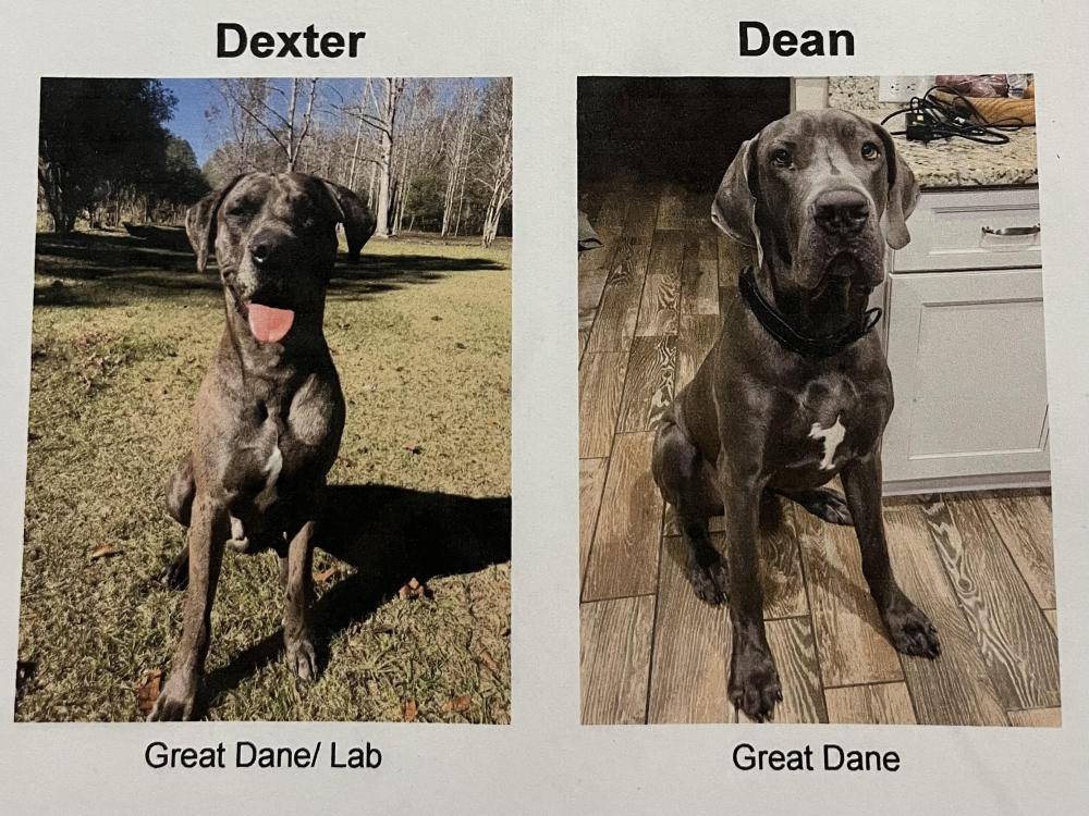Image of Dexter/Dean, Lost Dog