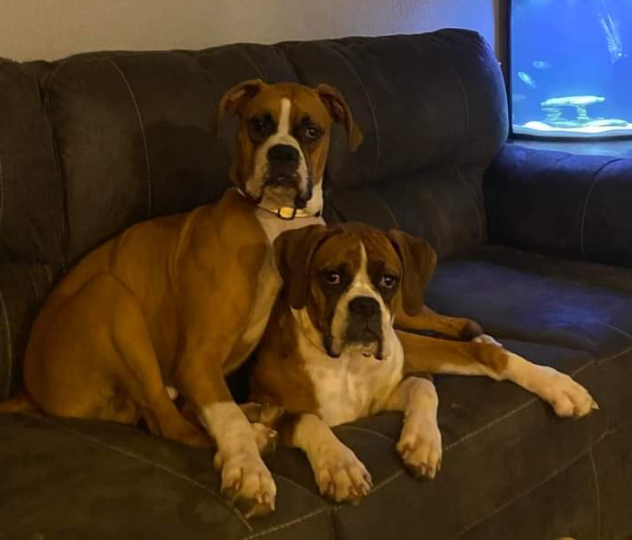 Image of Chevy and river, Lost Dog