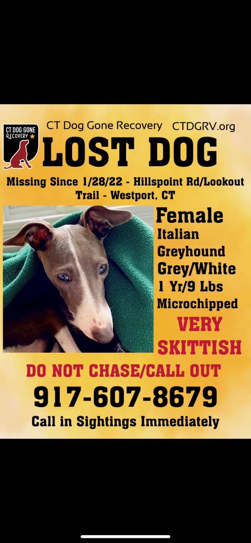 Image of Too skittish to call, Lost Dog