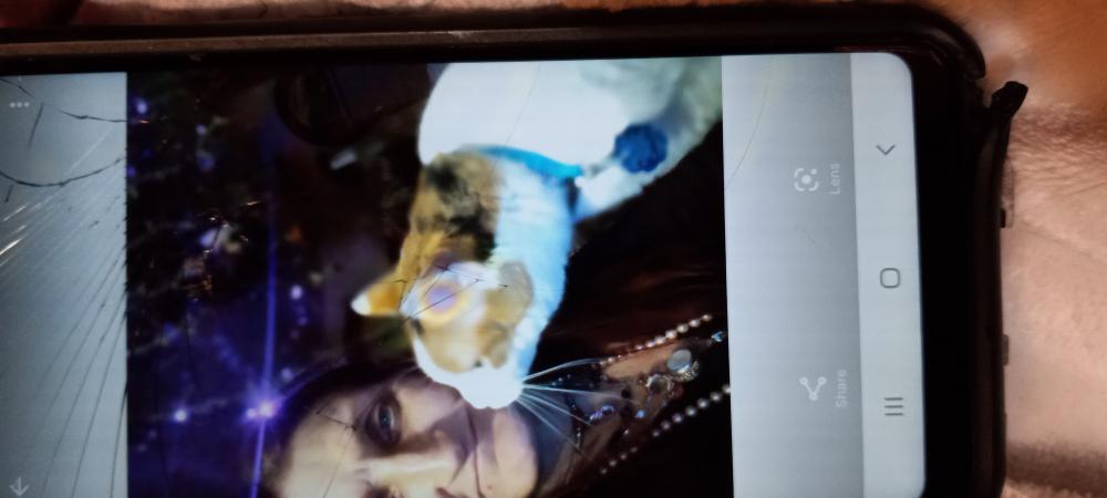 Image of Mippy, Lost Cat