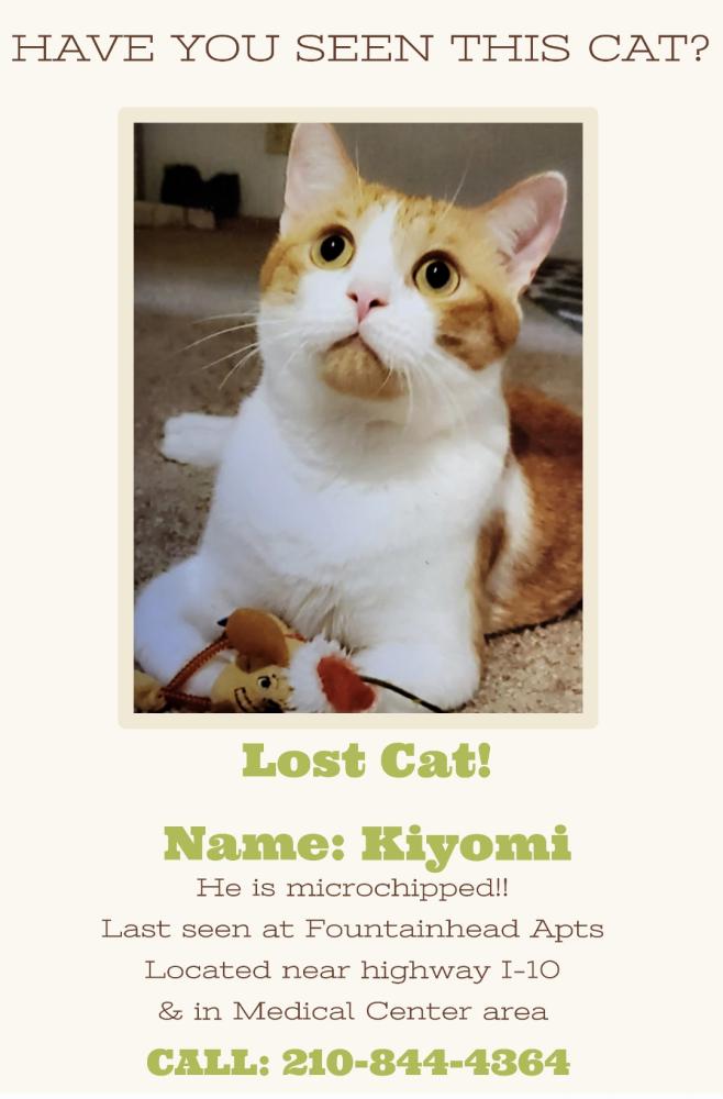 Image of Kiyomi, Lost Cat