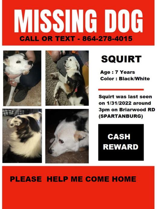 Image of squirt, Lost Dog