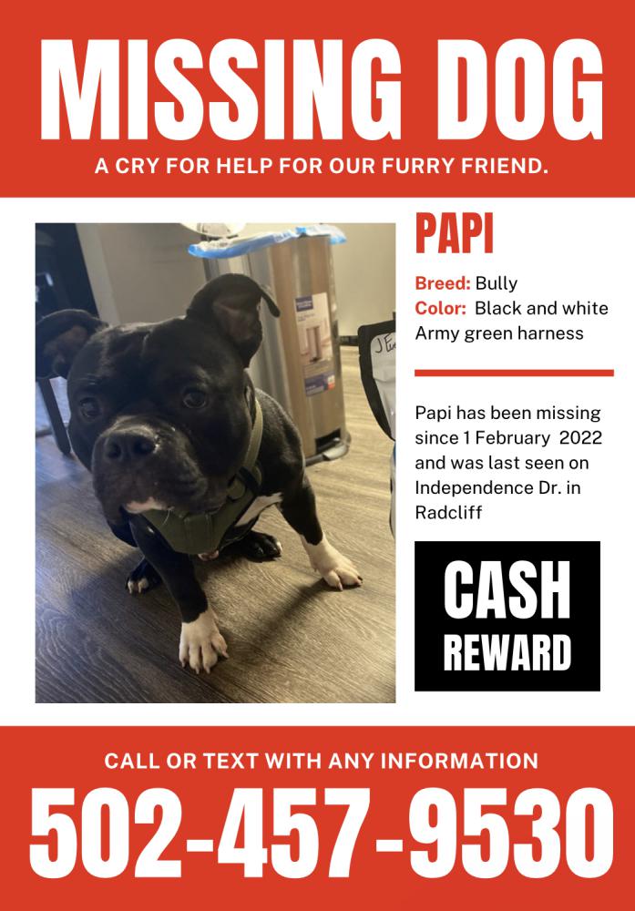 Image of Papi, Lost Dog