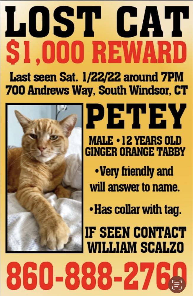 Image of PETEY, Lost Cat
