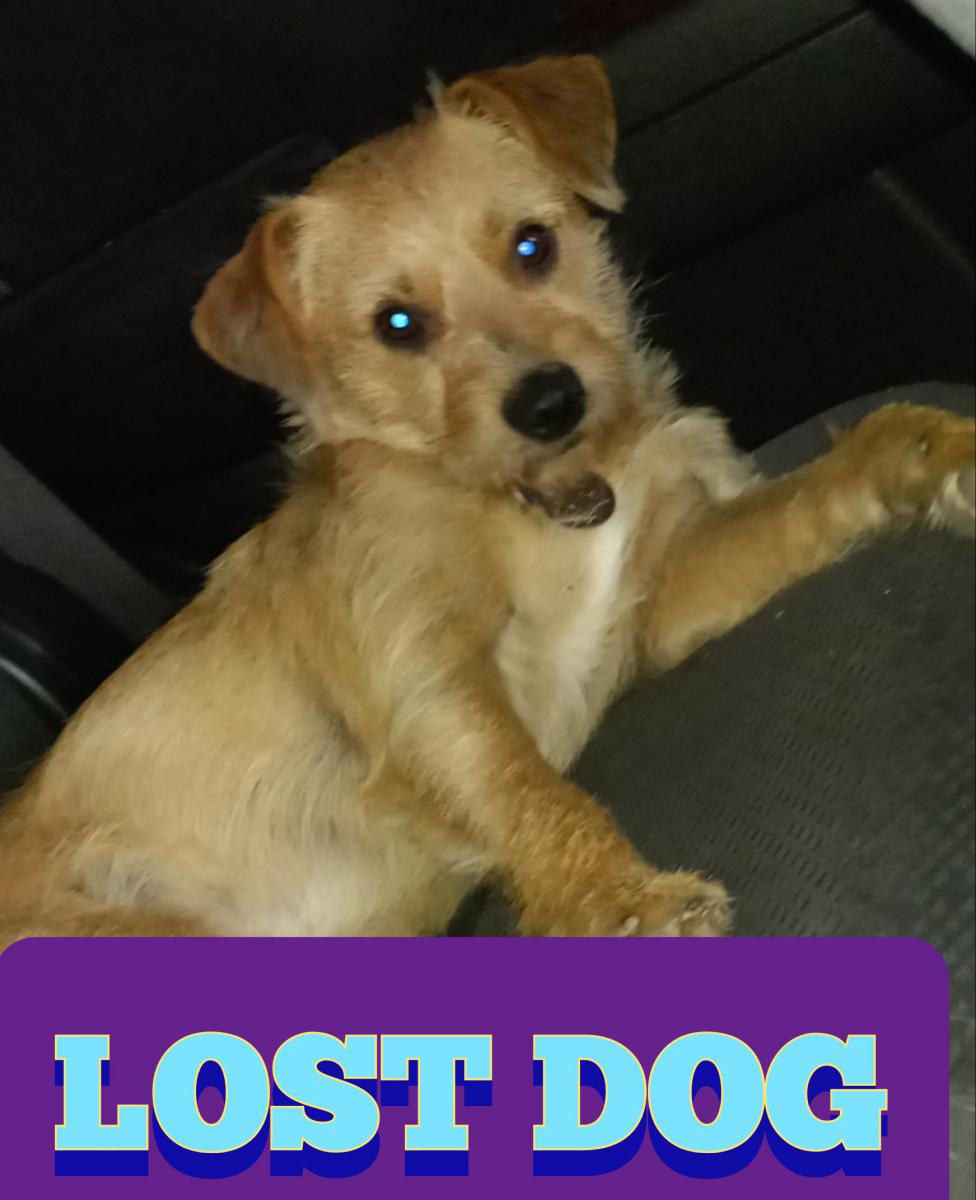 Image of Puppy, Lost Dog