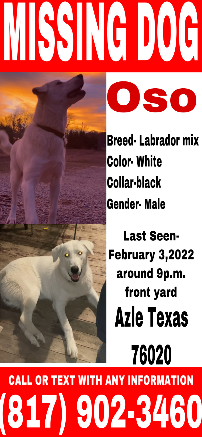 Image of oso, Lost Dog