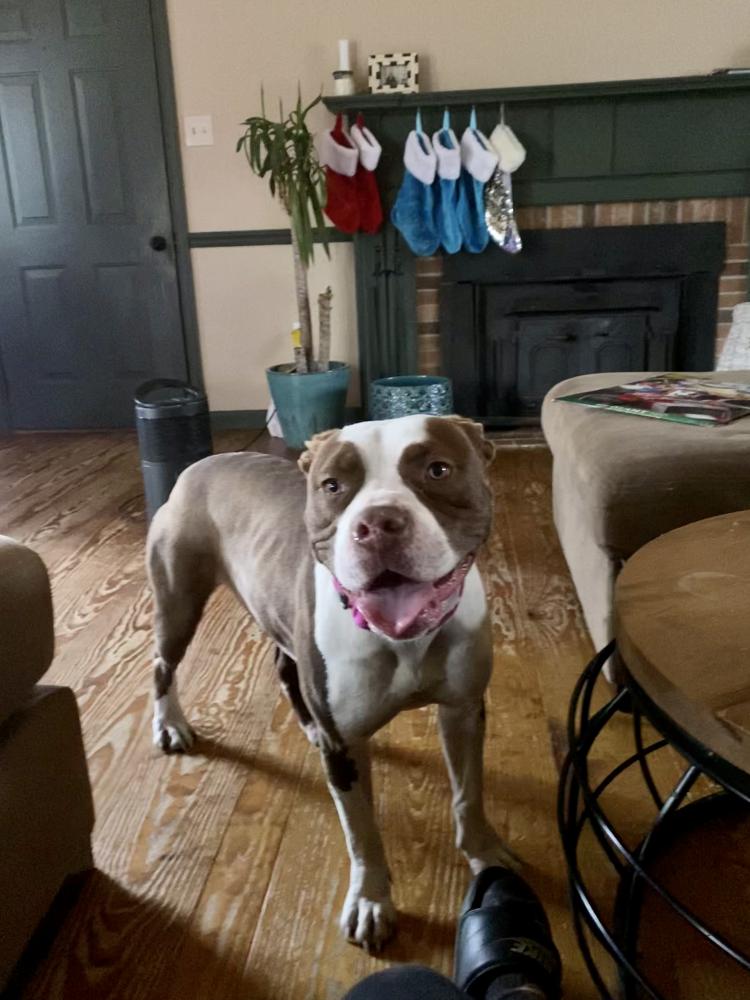 Image of Peppermint, Lost Dog
