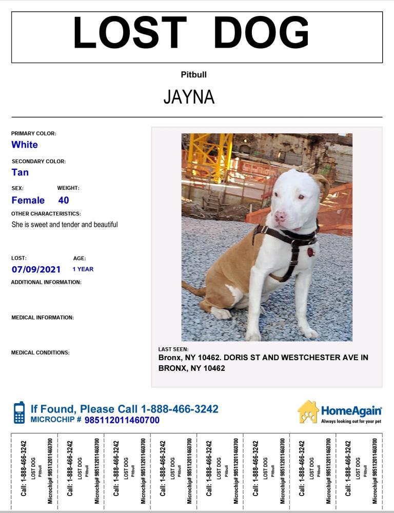 Image of Jayna Diaz, Lost Dog