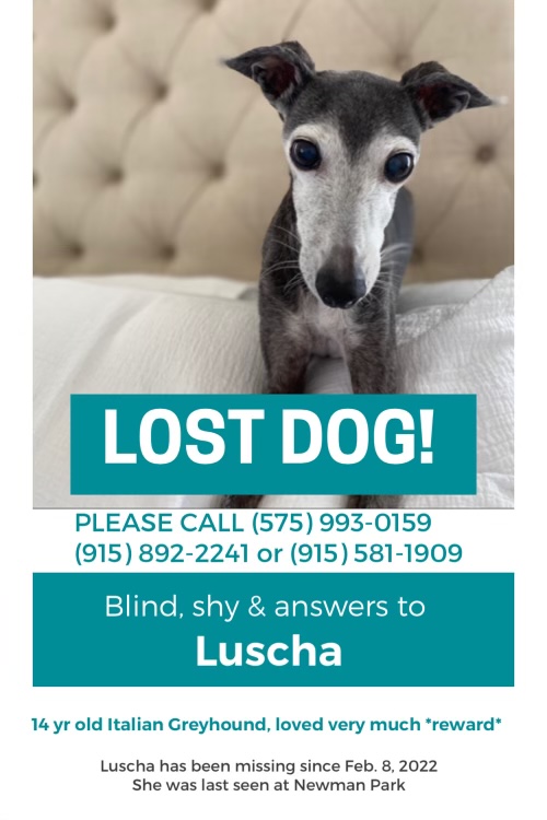 Image of Luscha, Lost Dog
