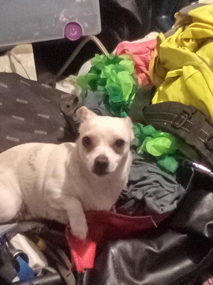 Image of White girl, Lost Dog