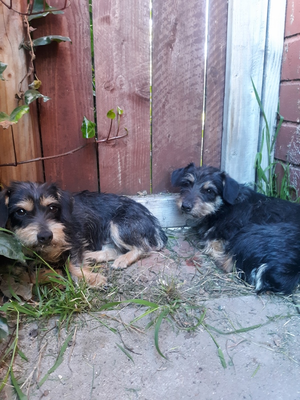 Image of 2 unknown dogs, Found Dog