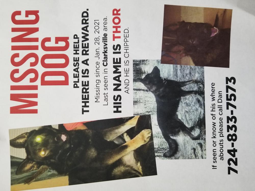 Image of THOR, Lost Dog