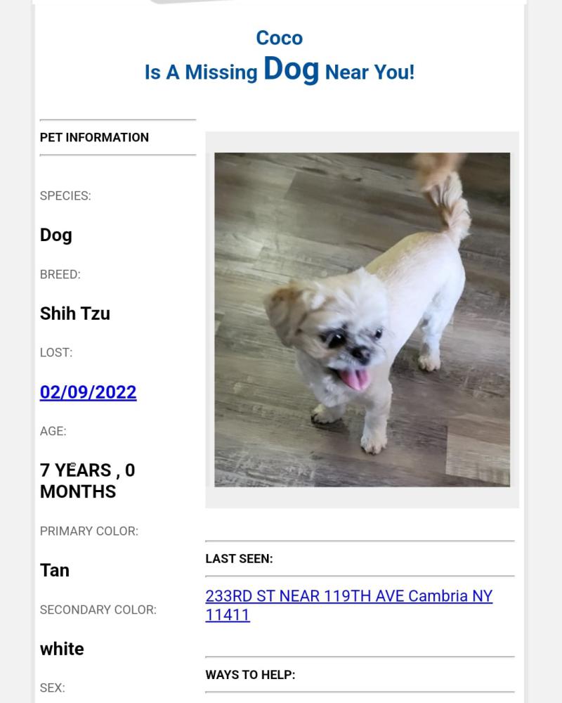 Image of Coco, Lost Dog