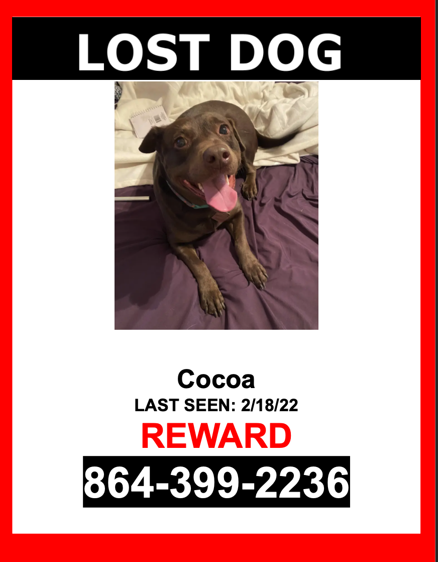 Image of Cocoa, Lost Dog