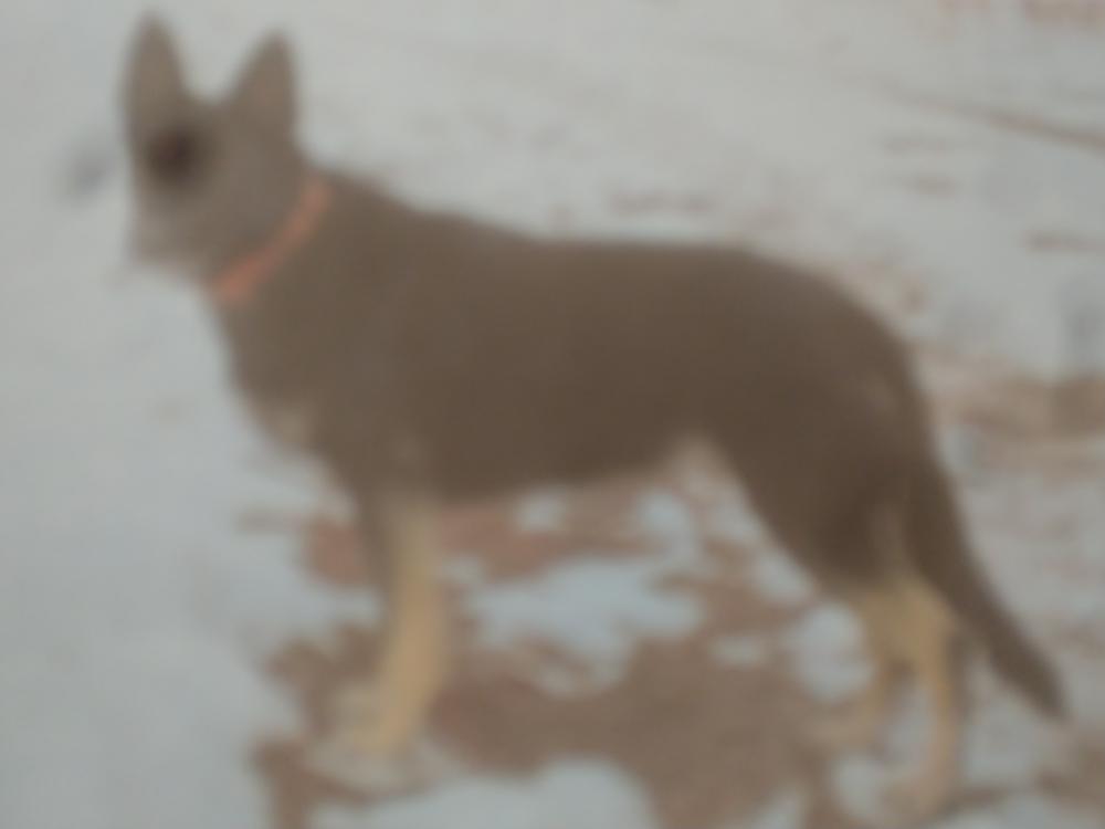 Image of Jayla, Lost Dog