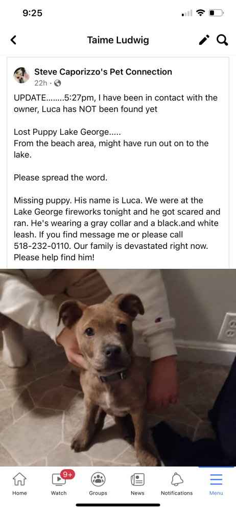 Image of Luca, Lost Dog