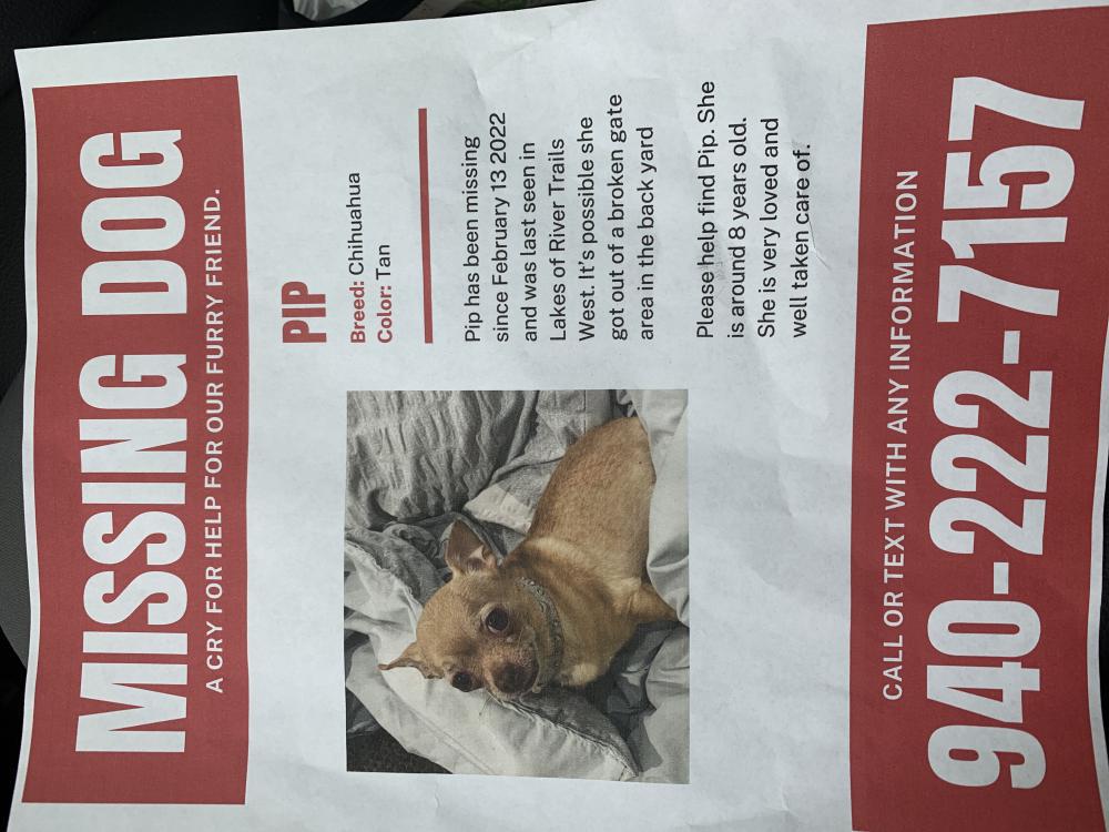Image of Pip, Lost Dog