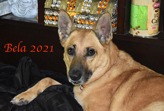 Image of Solavino Bela, Lost Dog