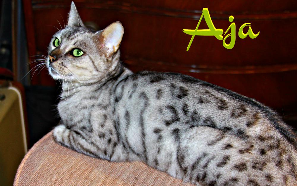 Image of Aja, Lost Cat