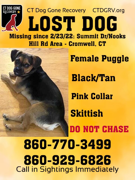 Image of Abby, Lost Dog