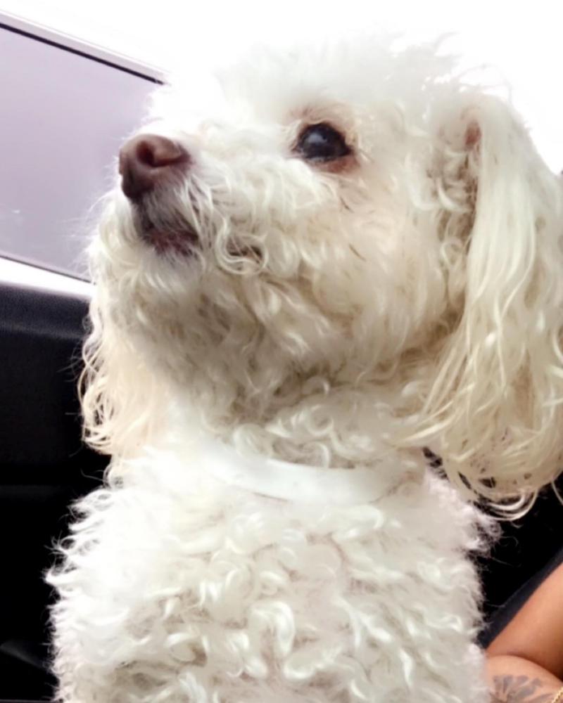 Image of White poodle, Lost Dog