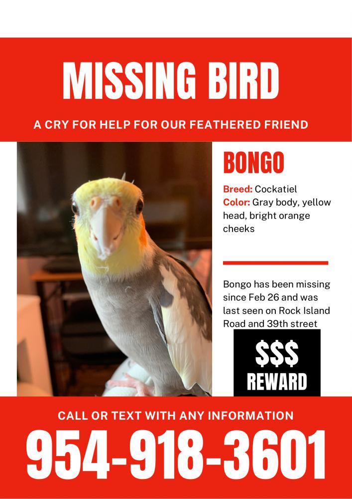 Image of Bongo, Lost Bird