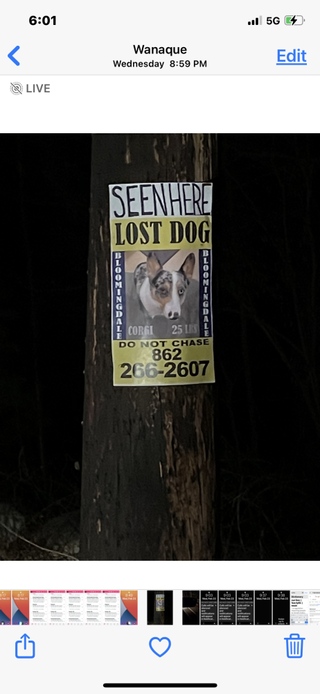 Image of ace, Lost Dog