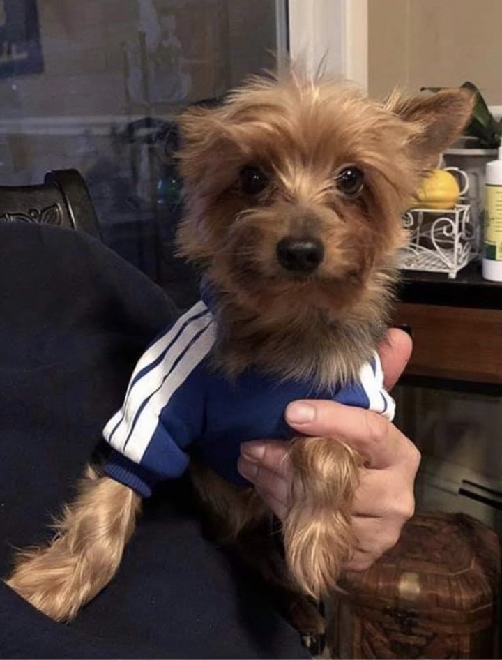 Image of Teddy (Yorkie), Lost Dog